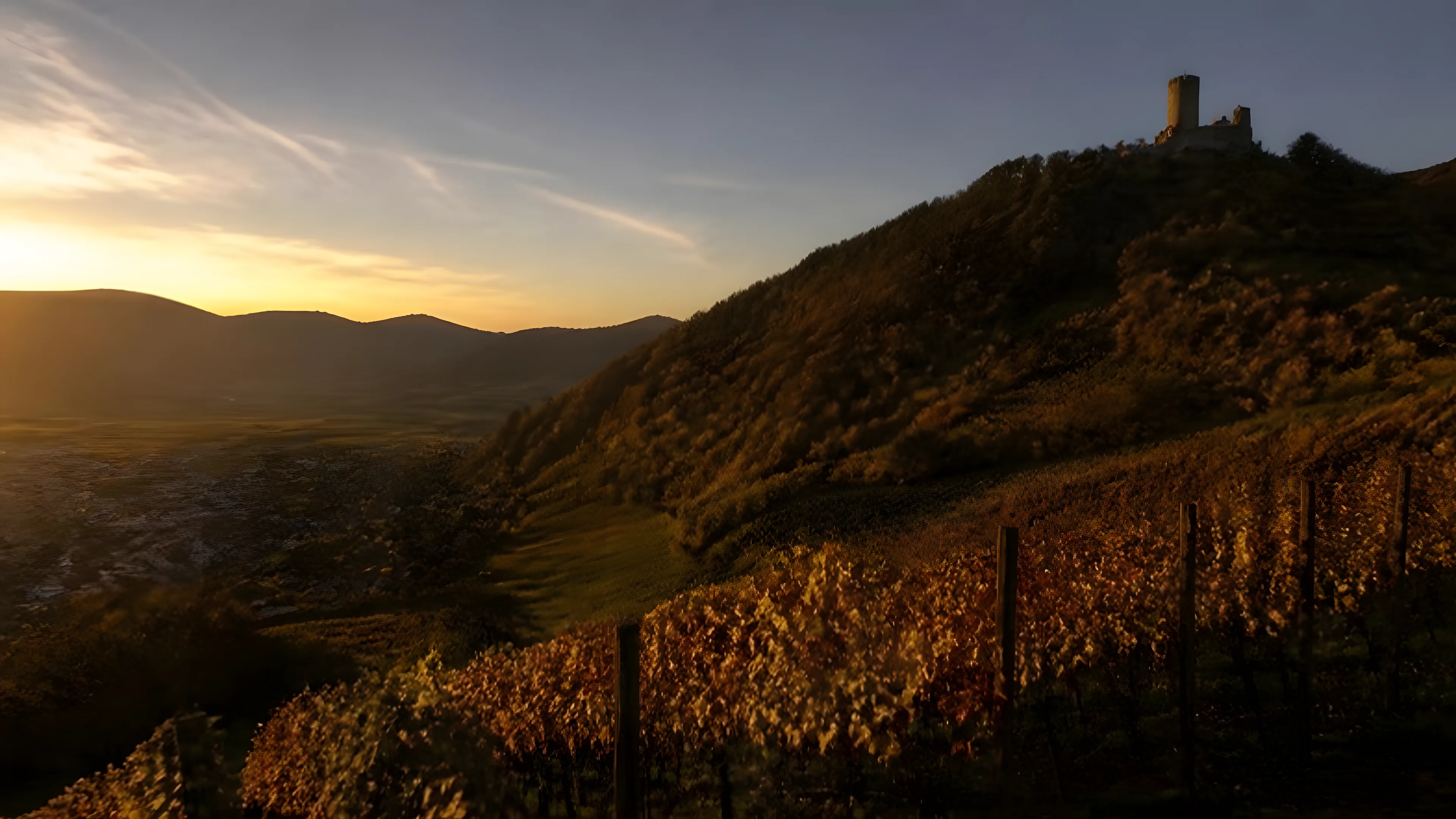 Vineyards of the Alsace Wine Route at sunset with a castle ruin on a forested hill